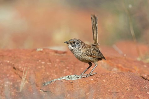 Short-tailed Grasswren (Amytornis merrotsyi), Australia