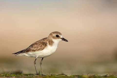 Animals, Birds, Little Ringed Plover, Mongolian Plover, (Charadrius mongolus), Barr Al Hikman,
