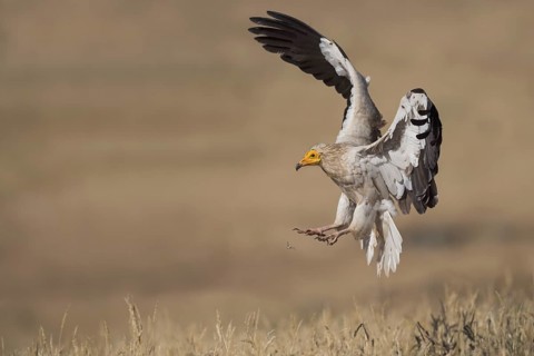 Egyptian Vulture (Neophron percnopterus) approaching, Castile-La Mancha, Spain