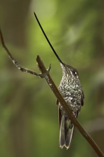 Sword-billed Hummingbird (Ensifera ensifera), Ecuador