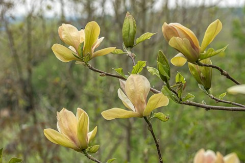 Magnolia (Magnolia 'Sunsation'), Arboretum calf, Germany