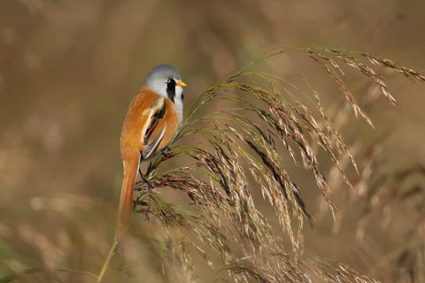 Bearded tit or reedling (Panurus biarmicus) adult male bird on a Common reed seedhead, RSPB
