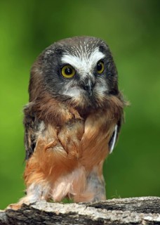A young Northern Saw-whet Owl, Aegolius acadicus, perched on a mossy log in Prince Albert,