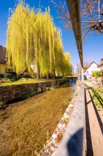 Stream with hanging willow trees and railings in sunny weather, Aidlingen, Böblingen district,
