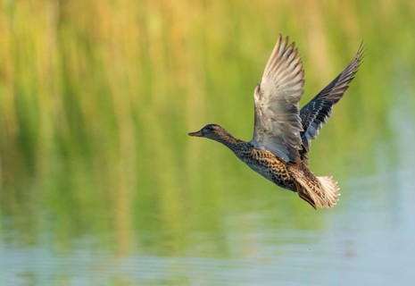 Gadwall (Mareca strepera), female in flight, Lower Saxony, Germany
