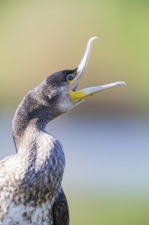 Cormorant (Phalacrocorax carbo) Germany