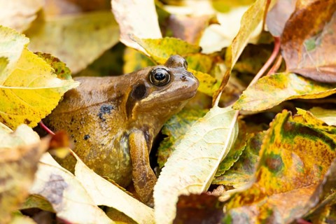 Common frog (Rana temporaria) adult amphibian amongst fallen autumn leaves in a garden, England,