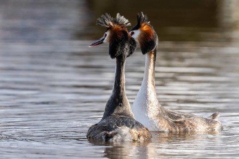 Great Crested Grebe (Podiceps Scalloped ribbonfish) Courtship, Emsland, Lower Saxony, Germany