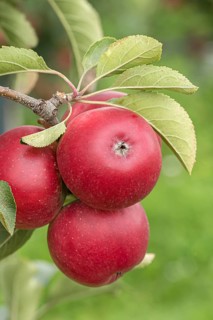Apple (Malus domestica 'Rajka'), Bundessorteamt, Germany