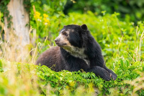 American black bear (Ursus americanus), lying in the bushes, captive, Zoo Augsburg, Bavaria,