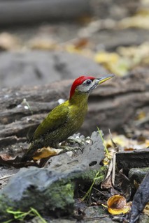 Streak-breasted Woodpecker (Picus viridanus) male, Kaeng Krachan, Thailand