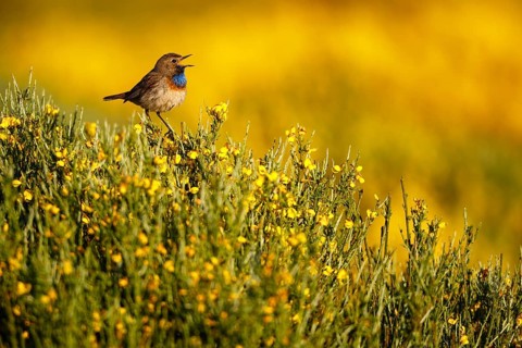 Bluethroat (Luscinia svecica cyanecula) male singing, Castile, Spain