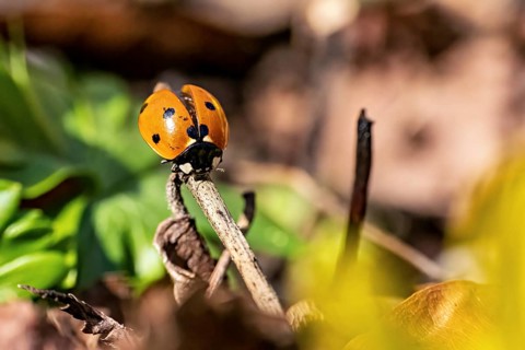 Ladybird on a branch in a close-up with blurred background and green leaves, A ladybird on a branch