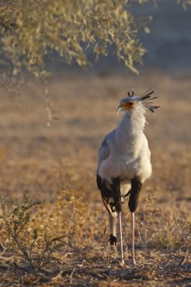 Secretarybird (Sagittarius serpentarius), Northern Cape, South Africa