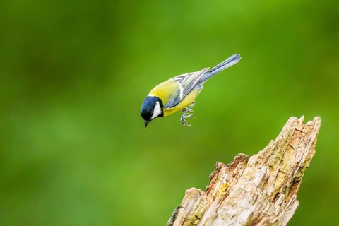 Great tit (Parus major) sitting on an old wrotten tree trunk at a swamp, Bavaria, Germany