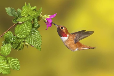 Rufous Hummingbird Male (Selasphorus rufus) - (Selasphorus rufus) - Victoria BC, Canada