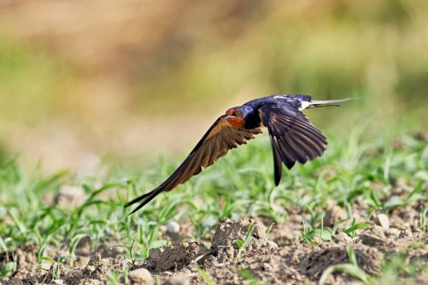 Barn Swallow (Hirundo rustica), taking off from meadow, Meienberg, Canton Aargau, Switzerland