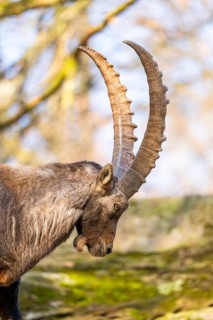 Alpine ibex (Capra ibex), in the mountains, Bavaria, Germany