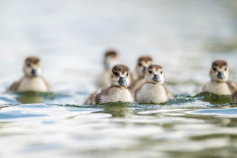 Egyptian goose (Alopochen aegyptiaca) chicks swimming on a lake, Bavaria, Germany