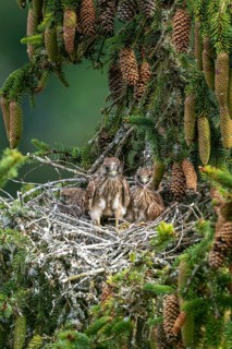 Common kestrel (Falco tinnunculus), young birds not yet ready to fly in the nest,