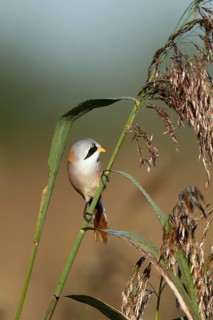 Bearded tit or reedling (Panurus biarmicus) adult male bird on a reed stem in a reedbed, England,