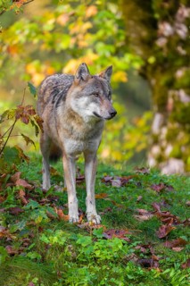 A eurasian gray wolf (Canis lupus lupus) stands on a meadow on a hill with a colourful foliage in