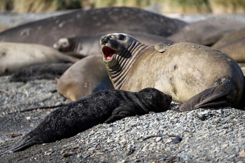 Southern elephant seal (Mirounga leonina), female with open mouth next to young animal on the