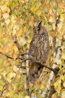 Ransuil in herfst setting, Long-eared Owl in autumn setting
