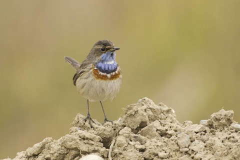 Bluethroat (Luscinia svecica cyanecula) male, Turkey
