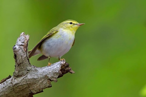 Wood warbler, (Phylloscopus sibilatrix), animals, birds, songbirds, perch, biotope, habitat,