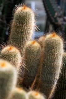 Close-up of golden column cacti (Parodia leninghausii), cactus plant in the cactus house, plant