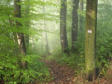 Hiking trail winds through sunny green deciduous forest with morning fog, Saalehorizontale hiking