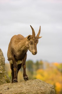 Portrait of a female ibex (Capra ibex) standing on a rock