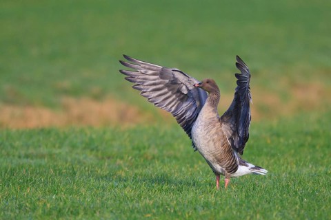 Pink-footed Goose (Anser brachyrhynchus), Netherlands