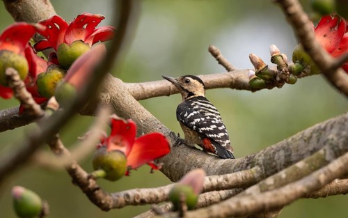 Fulvous-breasted Woodpecker (Dendrocopos macei) among silk-cotton flowers, sreepur, Gazipur,