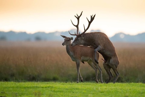 Red deer (Cervus elaphus) mating, Hoenderloo, Gelderland, Netherlands