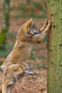 Wolf (Canis lupus), two wolves interacting one standing on a tree trunk in the forest, Germany