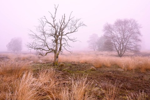 Birches in winter Rehdener Geestmoor in fog, Diepholzer Moorniederung, Rehden, Lower Saxony,