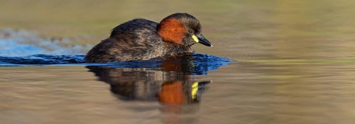 Little grebe, (Tachybaptus ruficollis), (Podiceps ruficollis), animals, birds, grebe family, swims