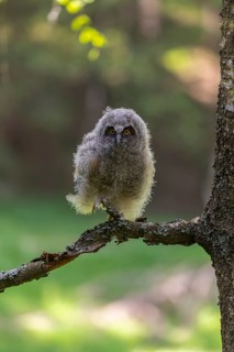 One young long-eared owl (Asio otus), sitting on a branch of a tree. Green vegetation in the