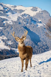 Red deer (Cervus elaphus) stag on a snowy meadow in the mountains in tirol, Kitzbühel, Wildpark