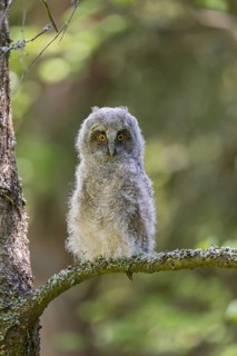 One young long-eared owl (Asio otus), sitting on a branch of a tree. Green vegetation in the