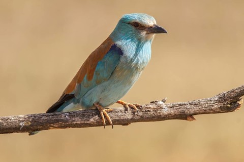 European Roller (Coracias garrulus), perched on a branch, Castile-La Mancha