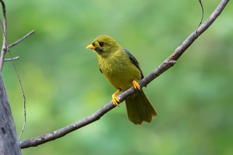 Bell Miner (Manorina melanophrys), Victoria, Australia