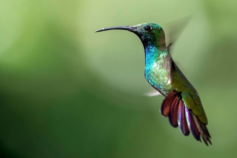 Green-breasted Mango (Anthracothorax prevostii) male flying, Peten, Guatemala