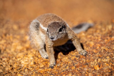 Cape ground squirrel (Xerus inauris), Pontok-Berge, Spitzkoppe, Große Spitzkuppe Nature Reserve,