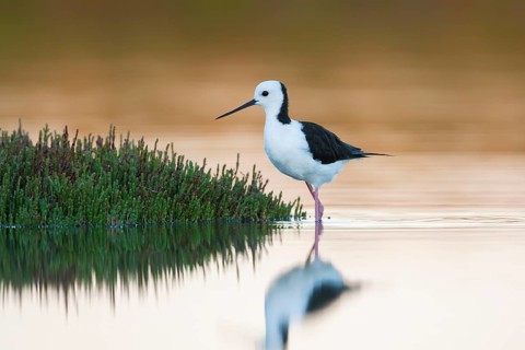 White-headed Stilt (Himantopus leucocephalus), Victoria, Australia
