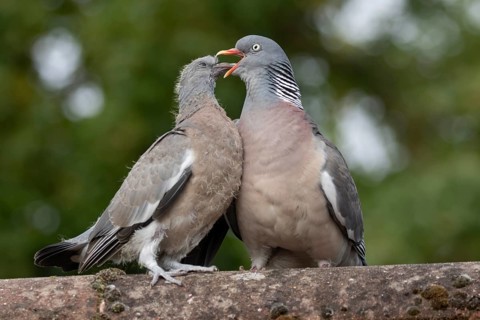 Wood pigeon (Columba palumbus) adult parent garden bird feeding a juvenile baby squab bird on an