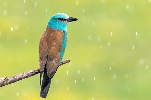 European Roller (Coracias garrulus) perched on a branch in the rain, Subotica, Serbia