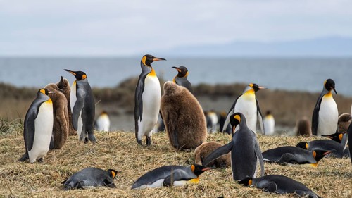 King penguins (Aptenodytes patagonicus), colony with adults and chicks in brown dun-coloured